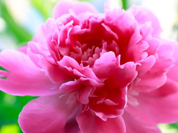 Beautiful Pink Flower Garden Peony Decoration Park — Stock Photo, Image