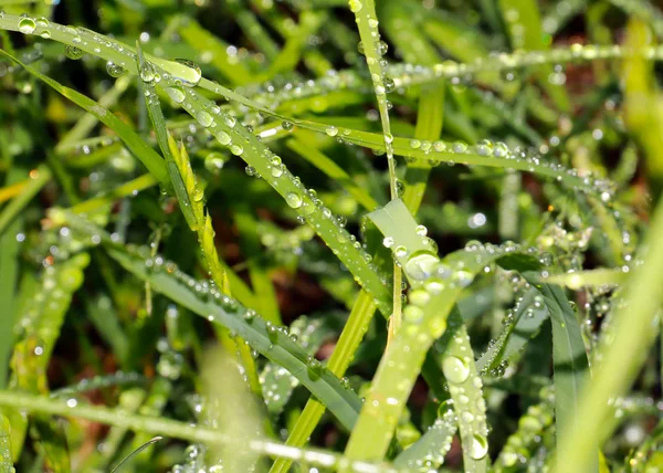 Gotas Rocío Puro Sobre Hierba Campo Verde — Foto de Stock