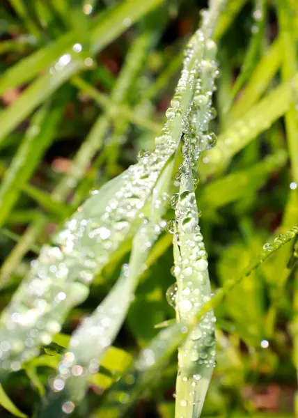 Gotas Rocío Puro Sobre Hierba Campo Verde — Foto de Stock