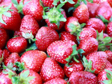 satmadan önce olgun taze tatlı çilek hasat