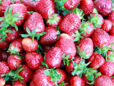 satmadan önce olgun taze tatlı çilek hasat