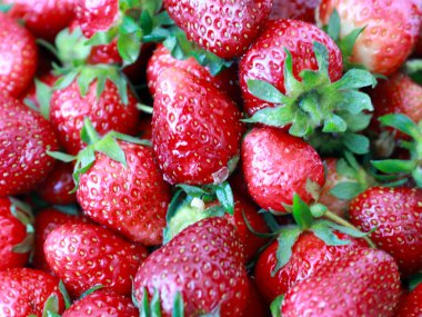 satmadan önce olgun taze tatlı çilek hasat