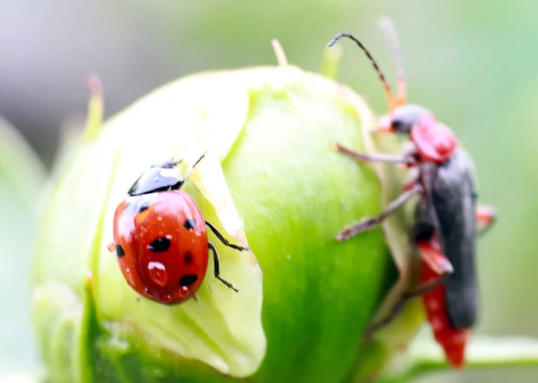 beautiful ladybug and bright red beetle on a flower bud
