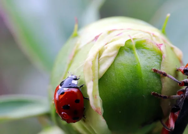 beautiful ladybug and bright red beetle on a flower bud