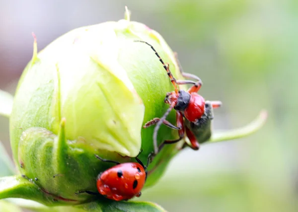 Beautiful Ladybug Bright Red Beetle Flower Bud — Stock Photo, Image