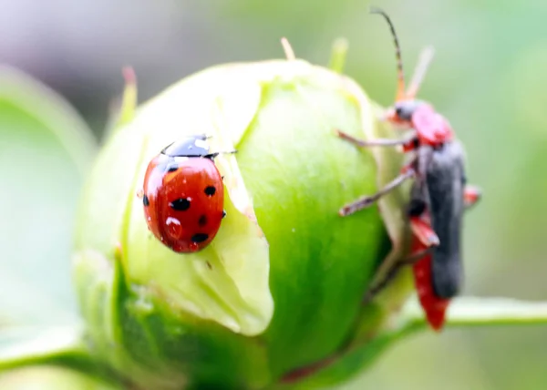 beautiful ladybug and bright red beetle on a flower bud