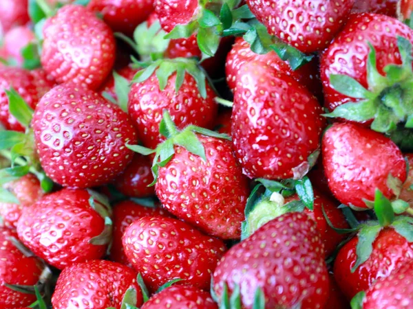 satmadan önce olgun taze tatlı çilek hasat