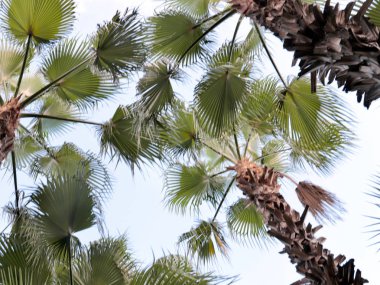 berrak bir gökyüzünün arka planda tropikal bir palmiye ağacının büyük yaprakları