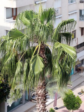 Antalya Türkiye şehrinin sokakta güzel uzun palmiye ağaçları