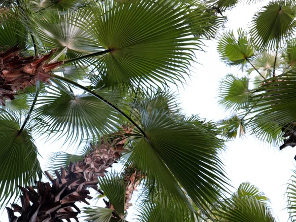 Große Blätter Einer Tropischen Palme Vor Dem Hintergrund Eines Klaren — Stockfoto
