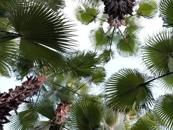 Grote Bladeren Van Een Tropische Palmboom Achtergrond Van Een Heldere — Stockfoto