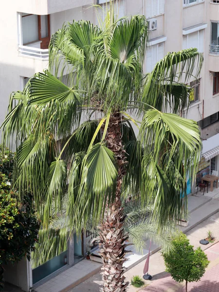 beautiful tall palm trees on the street of the city of Antalya Turkey