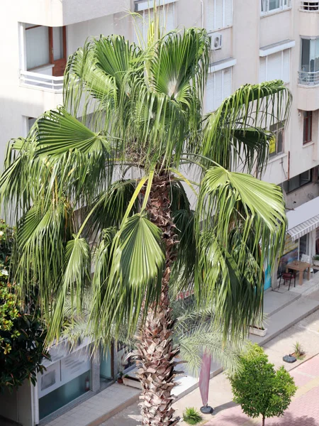 Antalya Türkiye şehrinin sokakta güzel uzun palmiye ağaçları