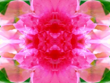 aynalar aracılığıyla yaban hayatı simetrik soyut görüntü