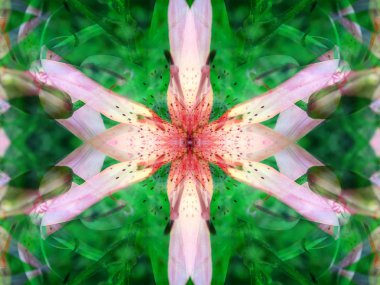 aynalar aracılığıyla yaban hayatı simetrik soyut görüntü