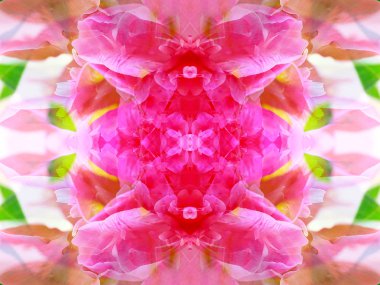 aynalar aracılığıyla yaban hayatı simetrik soyut görüntü