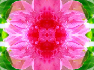 aynalar aracılığıyla yaban hayatı simetrik soyut görüntü