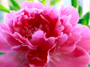 bir park dekorasyonu olarak güzel pembe çiçekler bahçe şakayık