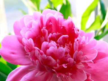 bir park dekorasyonu olarak güzel pembe çiçekler bahçe şakayık