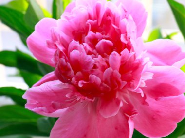 bir park dekorasyonu olarak güzel pembe çiçekler bahçe şakayık