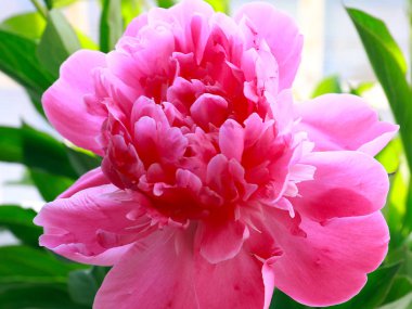 bir park dekorasyonu olarak güzel pembe çiçekler bahçe şakayık