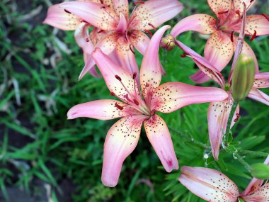 dekoratif bir park dekorasyonu olarak güzel pembe zambak bahçe çiçekleri