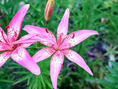 dekoratif bir park dekorasyonu olarak güzel pembe zambak bahçe çiçekleri