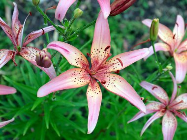 dekoratif bir park dekorasyonu olarak güzel pembe zambak bahçe çiçekleri