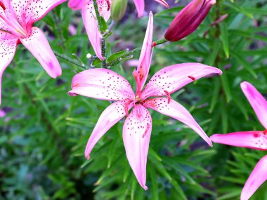 dekoratif bir park dekorasyonu olarak güzel pembe zambak bahçe çiçekleri
