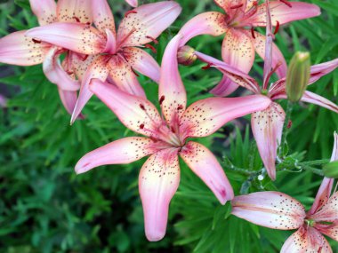 dekoratif bir park dekorasyonu olarak güzel pembe zambak bahçe çiçekleri