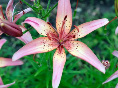 dekoratif bir park dekorasyonu olarak güzel pembe zambak bahçe çiçekleri