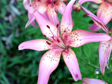 dekoratif bir park dekorasyonu olarak güzel pembe zambak bahçe çiçekleri