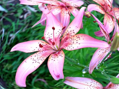 dekoratif bir park dekorasyonu olarak güzel pembe zambak bahçe çiçekleri