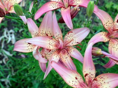 dekoratif bir park dekorasyonu olarak güzel pembe zambak bahçe çiçekleri