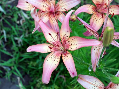 dekoratif bir park dekorasyonu olarak güzel pembe zambak bahçe çiçekleri