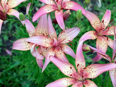 dekoratif bir park dekorasyonu olarak güzel pembe zambak bahçe çiçekleri