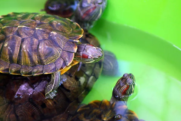Амфібійна Черепаха Відкритому Тераріумі Вивчення — стокове фото
