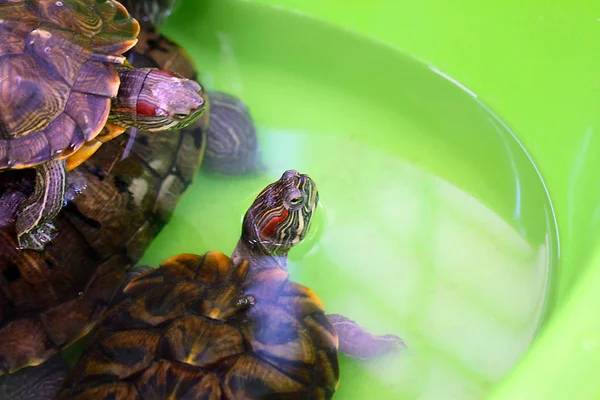 Амфібійна Черепаха Відкритому Тераріумі Вивчення — стокове фото