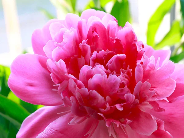 Beautiful Pink Flowers Garden Peony Park Decoration — Stock Photo, Image