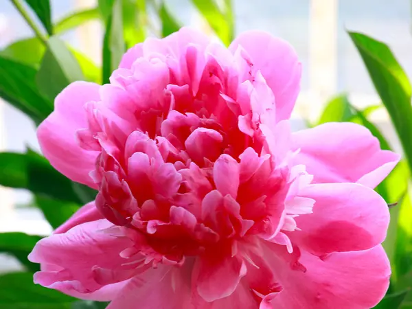 Belle Pivoine Jardin Fleurs Roses Comme Décoration Parc — Photo