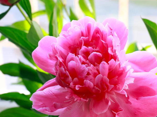 Beautiful Pink Flowers Garden Peony Park Decoration — Stock Photo, Image