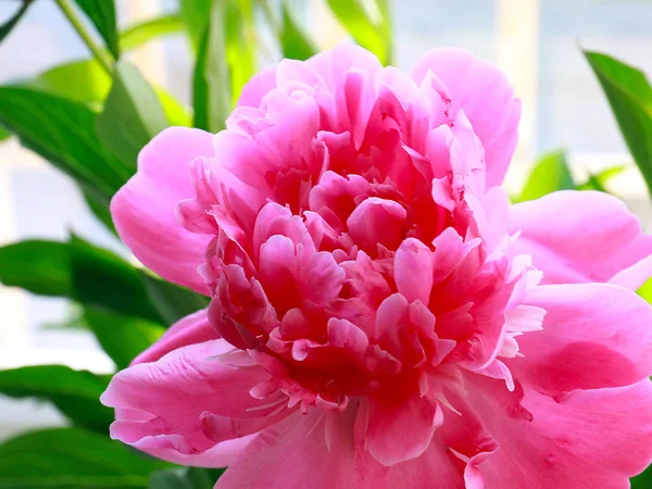 Belle Pivoine Jardin Fleurs Roses Comme Décoration Parc — Photo