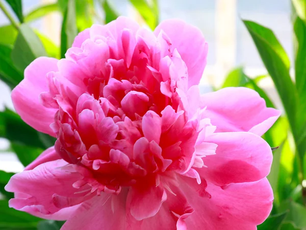 Lindas Flores Rosa Jardim Peônia Como Uma Decoração Parque — Fotografia de Stock