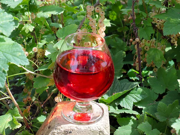 glass with red juice on the background of ripe white currant berries in the garden