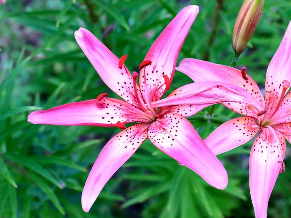 Lindas Flores Jardim Lírio Rosa Como Uma Decoração Decorativa Parque — Fotografia de Stock