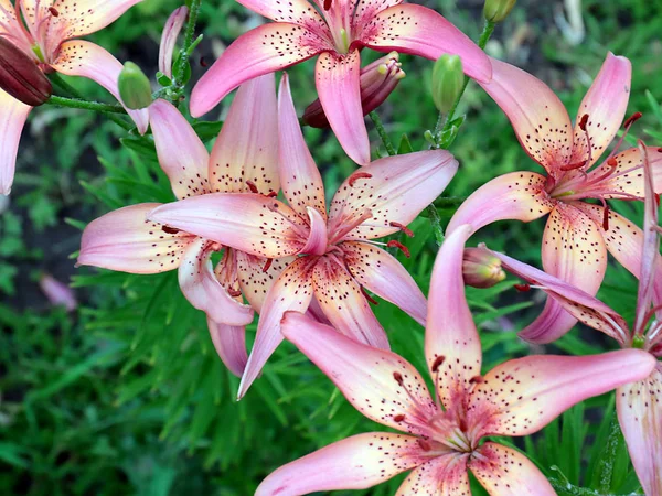 Lindas Flores Jardim Lírio Rosa Como Uma Decoração Decorativa Parque — Fotografia de Stock