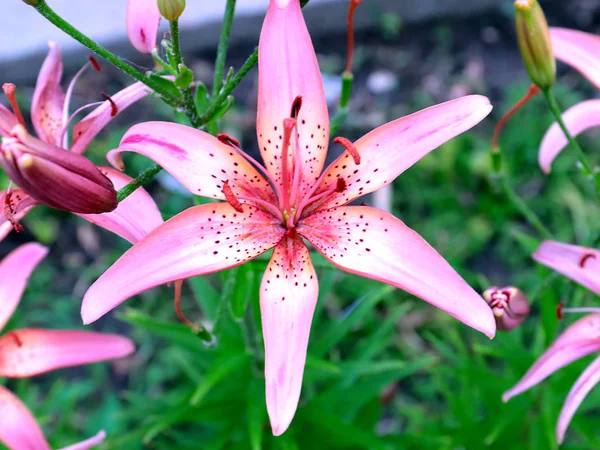 装飾的な公園の装飾として美しいピンクのユリ庭の花 — ストック写真