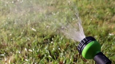 parkın bir dekorasyon olarak güzel bahçe Mor çiçek zambak