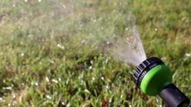 parkın bir dekorasyon olarak güzel bahçe Mor çiçek zambak