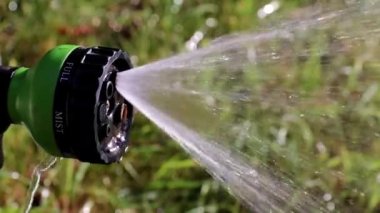 parkın bir dekorasyon olarak güzel bahçe Mor çiçek zambak